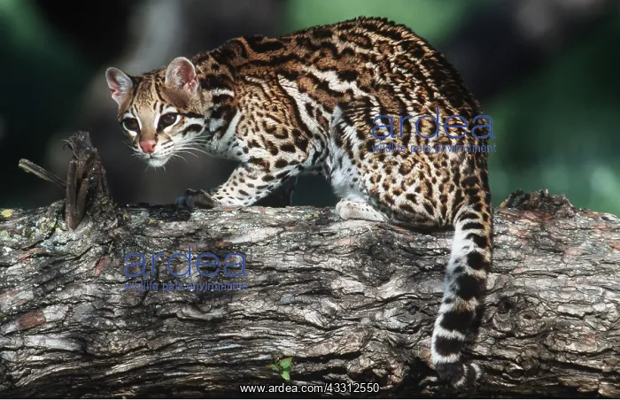 : OCELOT - sitting on tree trunk : OCELOT - sitting on tree trunk