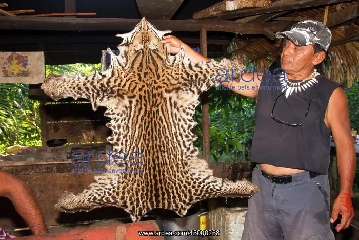 : Ocelot skin : Ocelot skin