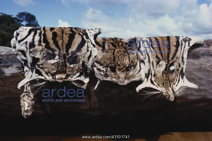 : Ocelot Skins : Ocelot Skins