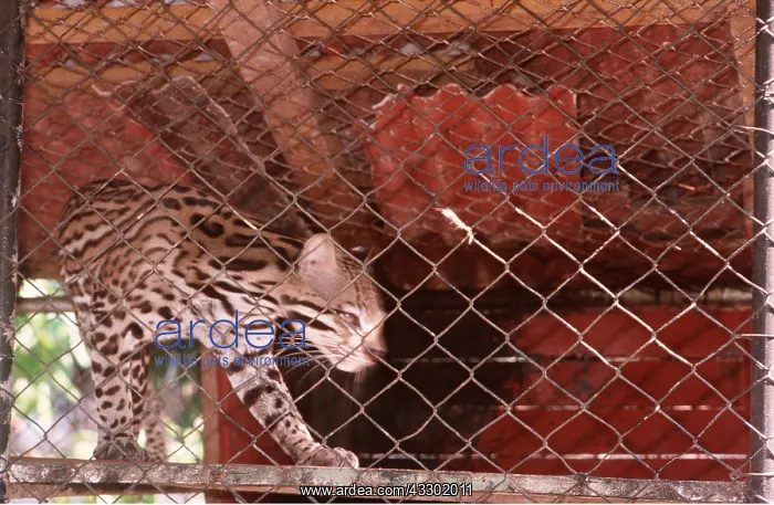  : OCELOT - in unsuitable cage
