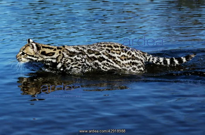 : Ocelot - wading through water : Ocelot - wading through water