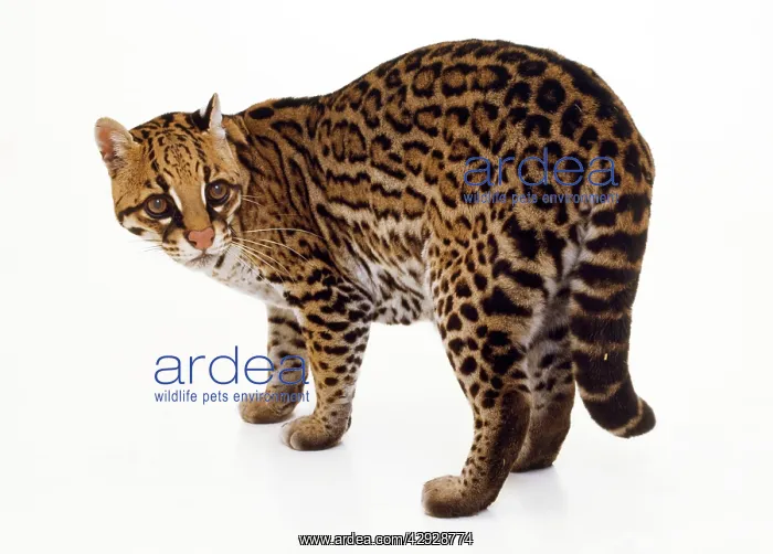  : OCELOT - WHITE BACKGROUND