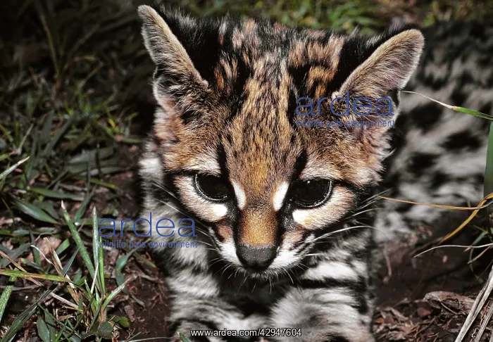 : Ocelot, young -kitten : Ocelot, young -kitten