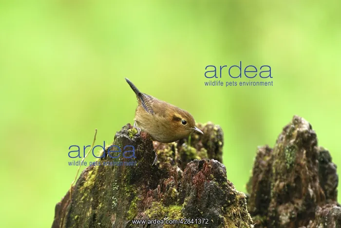 : Ochraceous Wren : Ochraceous Wren