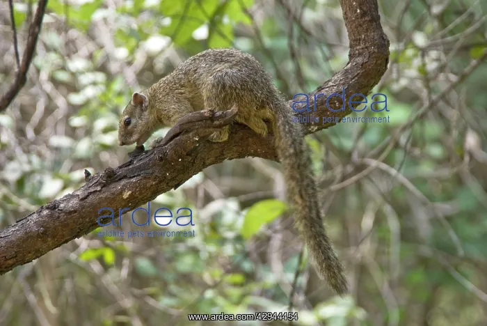 : Ochre Bush Squirrel - On tree branch : Ochre Bush Squirrel - On tree branch