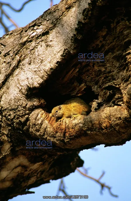  : Ochre Bush Squirrel - in tree hollow