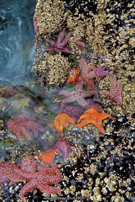  : Ochre & Purple Sea Stars  /  Starfish - in tidal zone