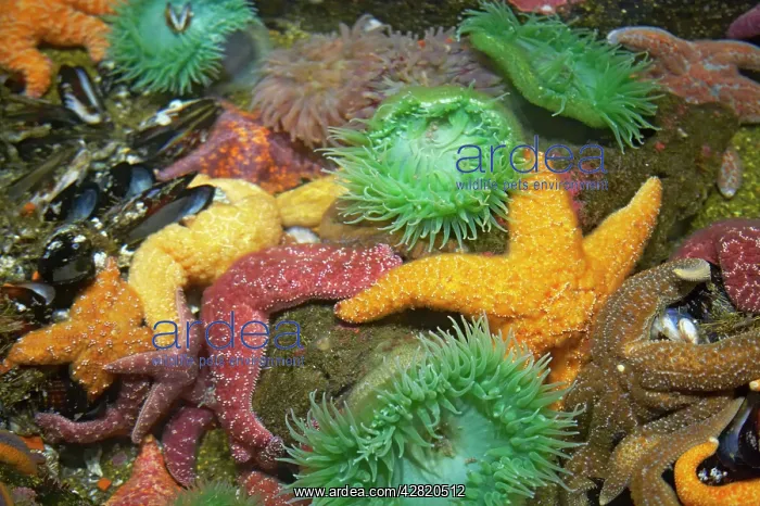 : Ochre Sea Star & Giant Green Anemone (Anthopleura : Ochre Sea Star & Giant Green Anemone (Anthopleura