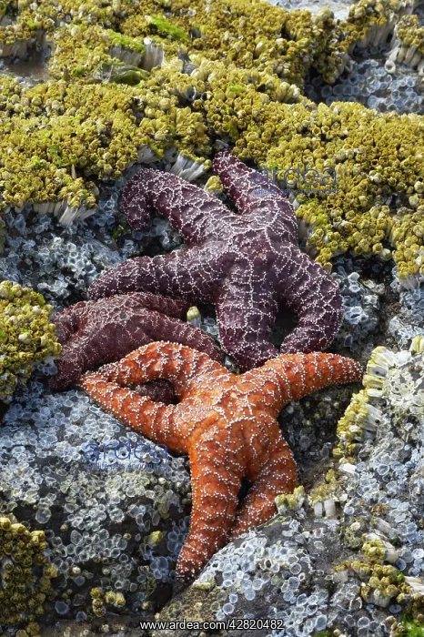 : Ochre Sea Stars - Exposed at low tide : Ochre Sea Stars - Exposed at low tide