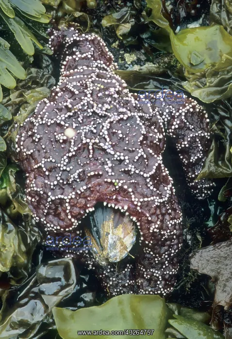 : Ochre seastars, (Pisaster ochraceus), predator : Ochre seastars, (Pisaster ochraceus), predator