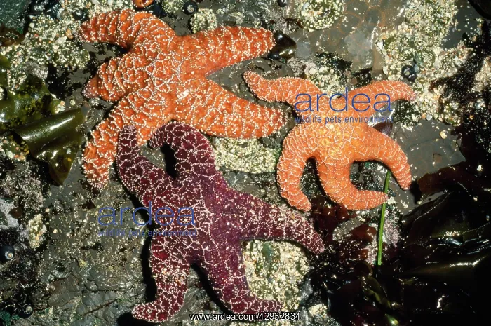 : Ochre Star : Ochre Star