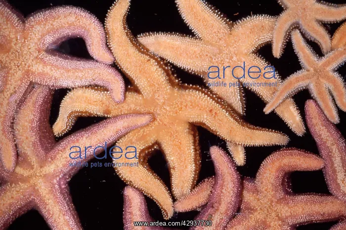  : Ochre STAR fish