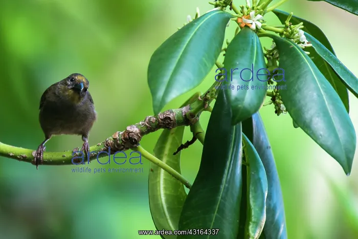 : Ochrosia tree : Ochrosia tree