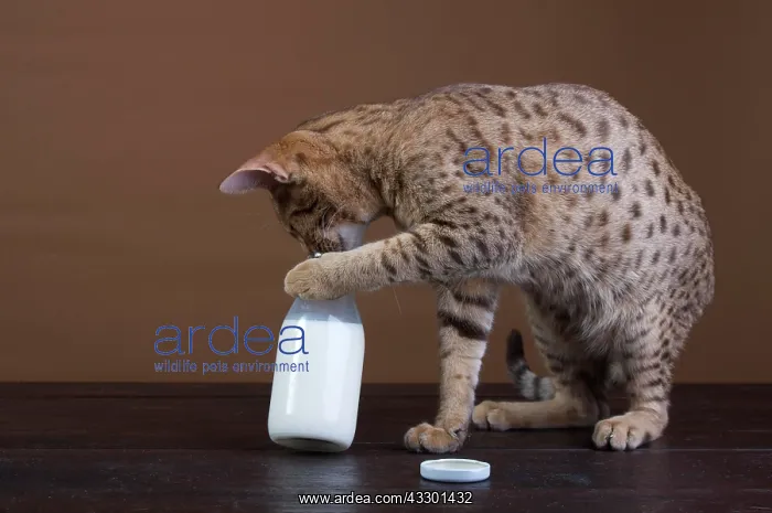 : Ocicat drinking from milk bottle : Ocicat drinking from milk bottle