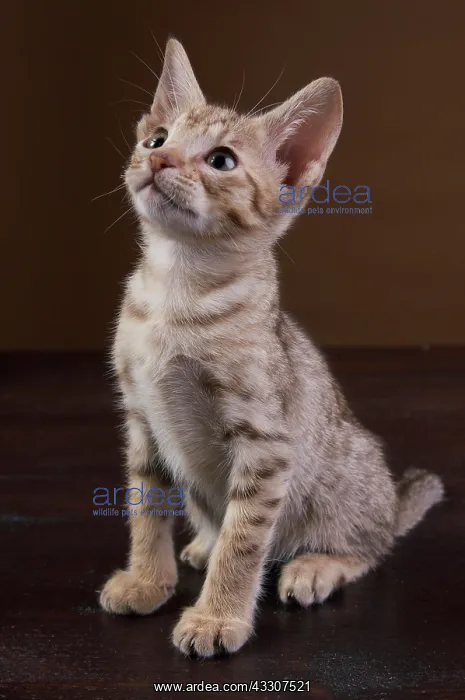 : Ocicat kitten : Ocicat kitten