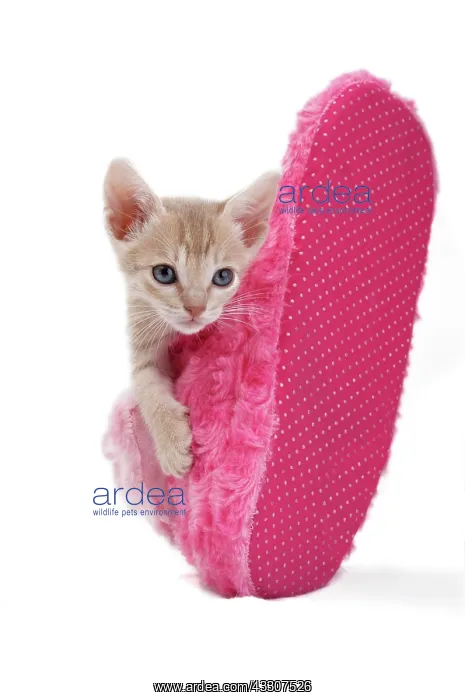 : Ocicat kitten in pink slipper : Ocicat kitten in pink slipper