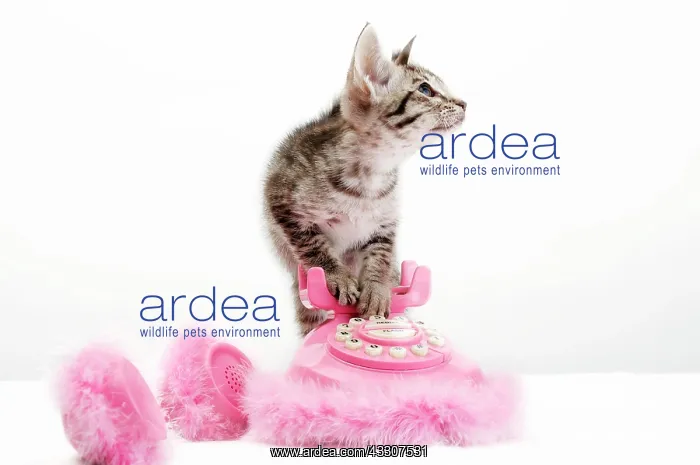 : Ocicat kitten and pink telephone : Ocicat kitten and pink telephone