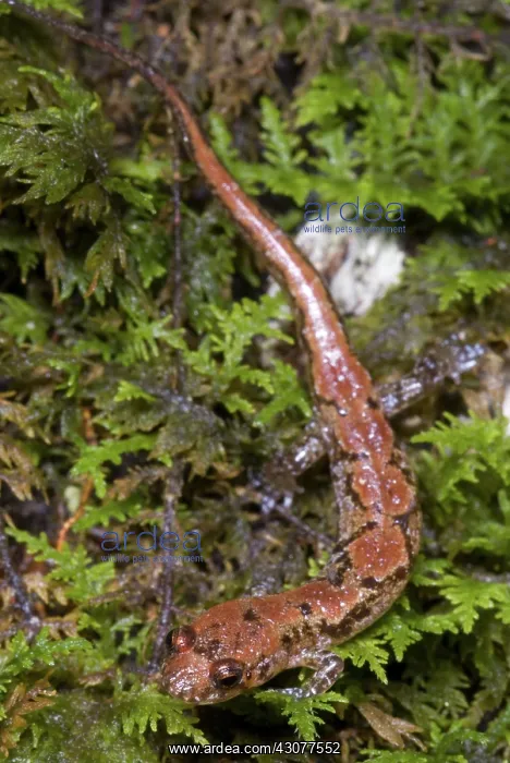 : Ocoee Salamander : Ocoee Salamander