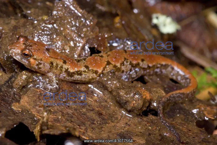 : Ocoee Salamander : Ocoee Salamander