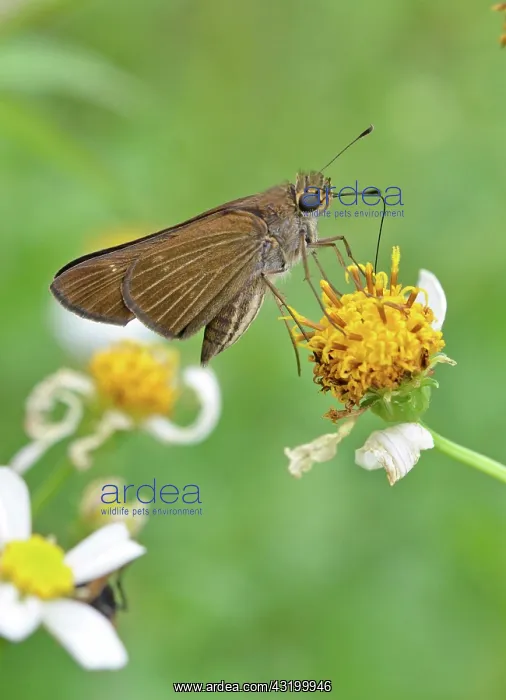 : Ocola Skipper Butterfly : Ocola Skipper Butterfly