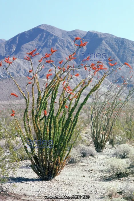 : Ocotillo (Fouquieria splendens). Anza Borrego Desert, California, USA : Ocotillo (Fouquieria splendens). Anza Borrego Desert, California, USA