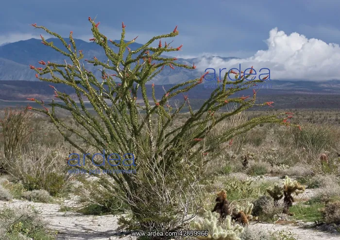 : Ocotillo - also called coachwhip cactus, Jacob's : Ocotillo - also called coachwhip cactus, Jacob's