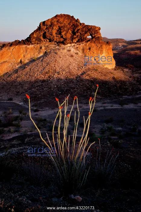 : Ocotillo (Fouquieria splendens) in bloom : Ocotillo (Fouquieria splendens) in bloom