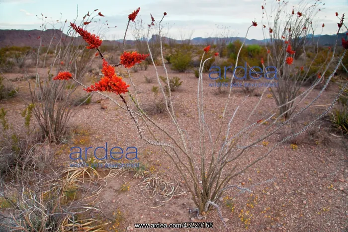 : Ocotillo plant in bloom : Ocotillo plant in bloom