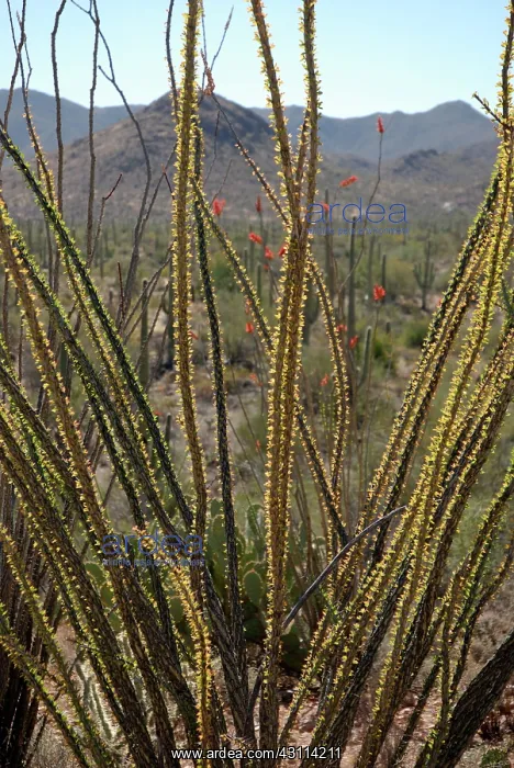: Ocotillo Stems : Ocotillo Stems