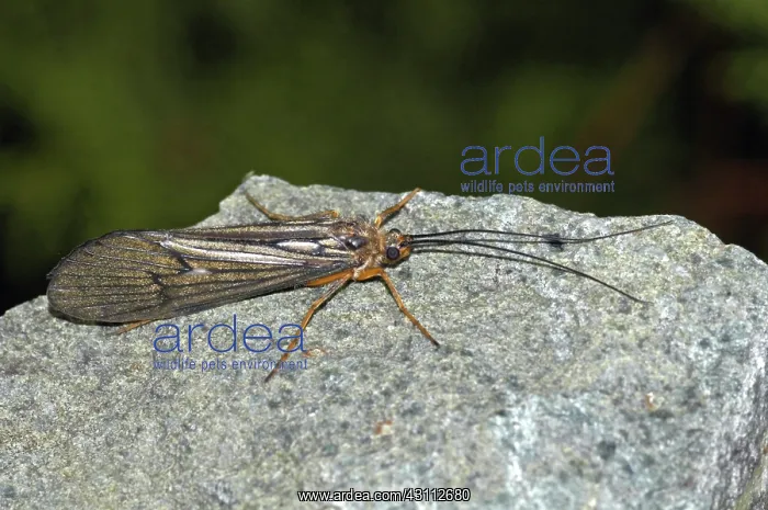 : October Caddis : October Caddis