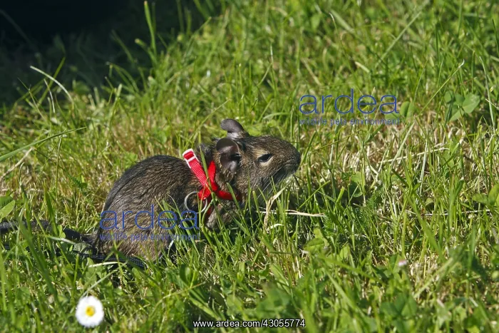 : Octodon on a leash in the grass France : Octodon on a leash in the grass France