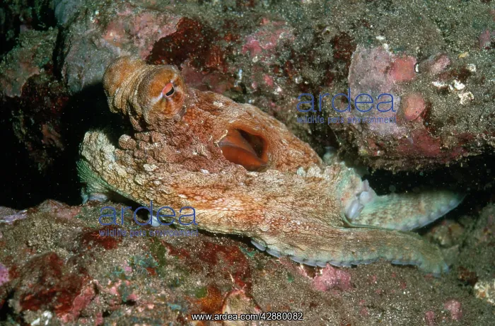 : Octopus. Fatu Hiva, Marquesas Island : Octopus. Fatu Hiva, Marquesas Island
