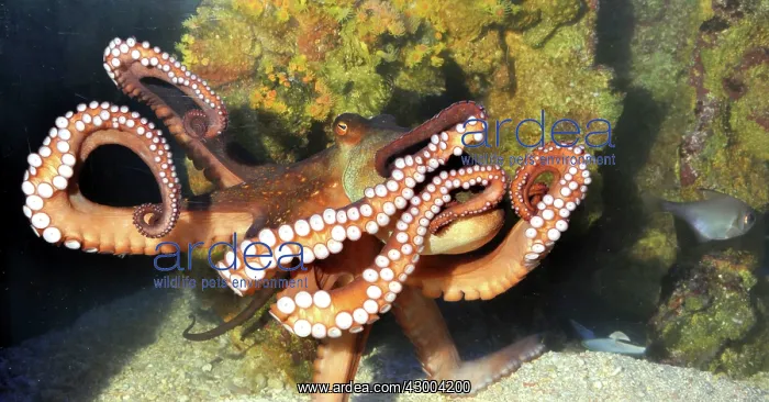  : Octopus Australia