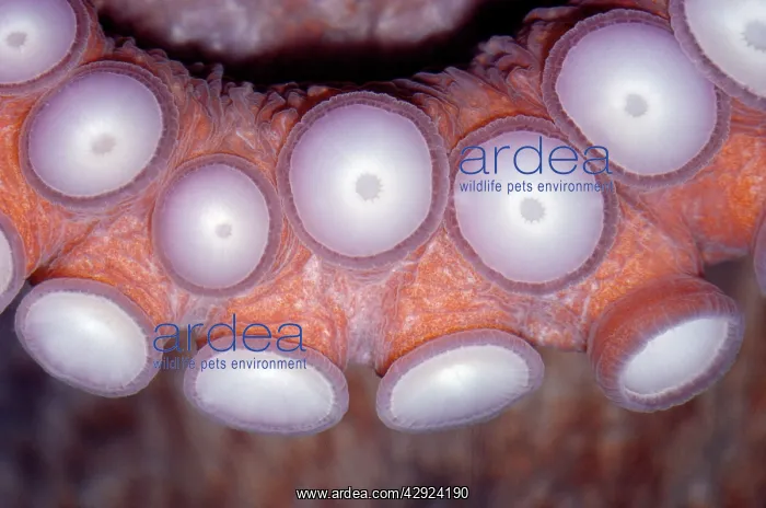  : Octopus - Close up of sucker pads