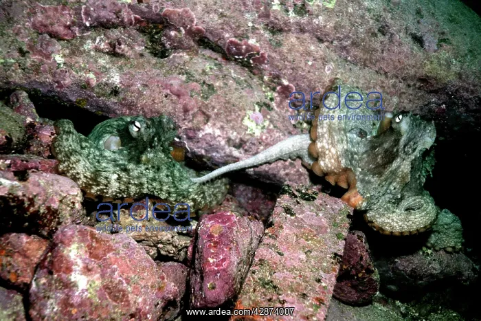 : Octopus - Courting, the male is reaching out to : Octopus - Courting, the male is reaching out to