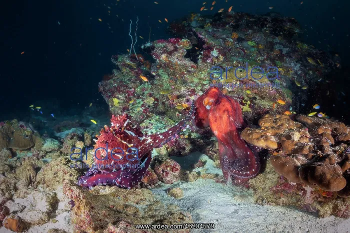 : Octopus fight (Octopus sp) in the middle of the : Octopus fight (Octopus sp) in the middle of the