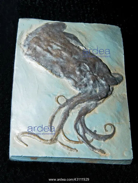 : Octopus Fossil : Octopus Fossil