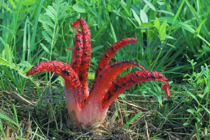 : Octopus Fungus - Fruiting body with ripened spores : Octopus Fungus - Fruiting body with ripened spores