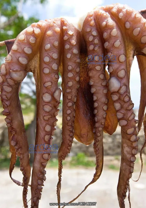 : Octopus hung out to dry in taverna : Octopus hung out to dry in taverna