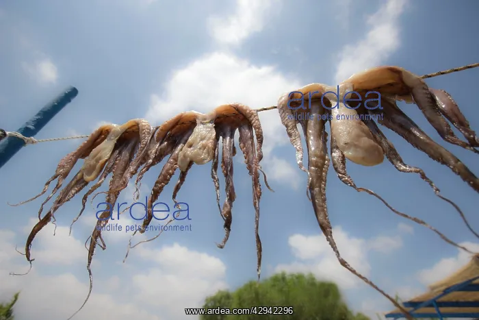 : Octopus hung out to dry in taverna : Octopus hung out to dry in taverna
