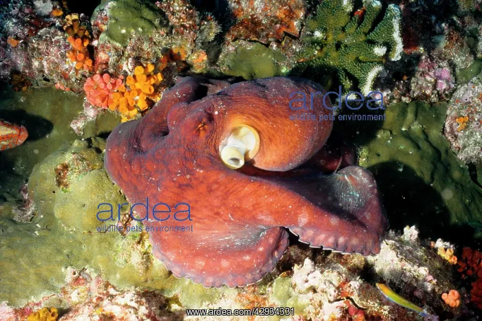 : Octopus, a large species: arms can grow to 80 cm : Octopus, a large species: arms can grow to 80 cm