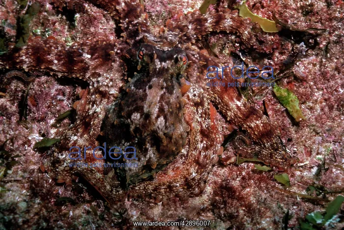 : Octopus - A master of camouflage, this large octopus : Octopus - A master of camouflage, this large octopus