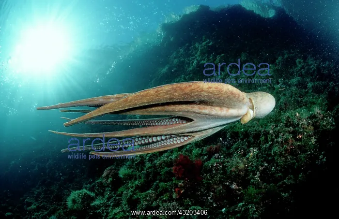 : Octopus Octopus vulgaris : Octopus Octopus vulgaris