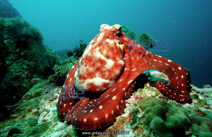 : Octopus Octopus vulgaris : Octopus Octopus vulgaris