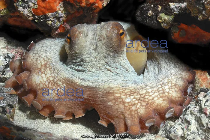 : Octopus (Octopus vulgaris) hiding blocks access to cave dwelling with tentacles looks directly at observer : Octopus (Octopus vulgaris) hiding blocks access to cave dwelling with tentacles looks directly at observer