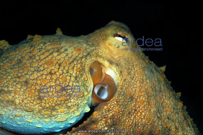 : Detail of octopus (Octopus vulgaris). Marine inv : Detail of octopus (Octopus vulgaris). Marine inv