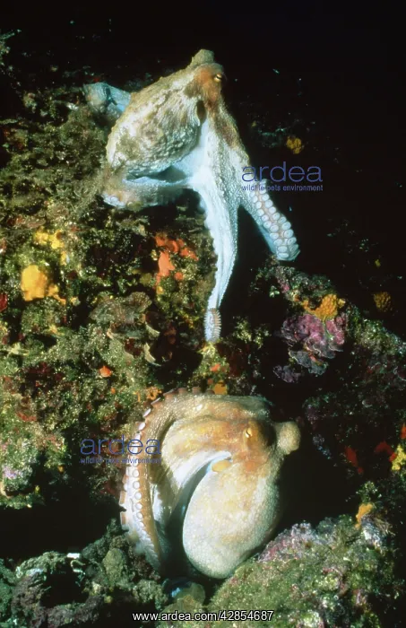 : Octopus - pair mating / courting : Octopus - pair mating / courting