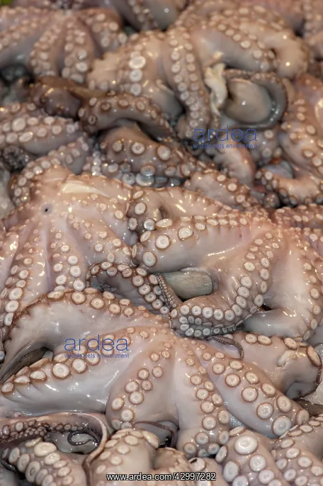 : Octopus for sale - Fish Market, Venice, Italy Octopus : Octopus for sale - Fish Market, Venice, Italy Octopus