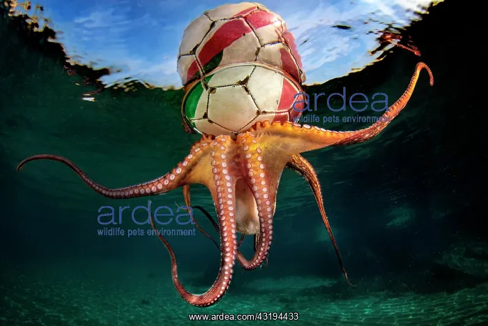 : Octopus Training, At the end of a session of free : Octopus Training, At the end of a session of free