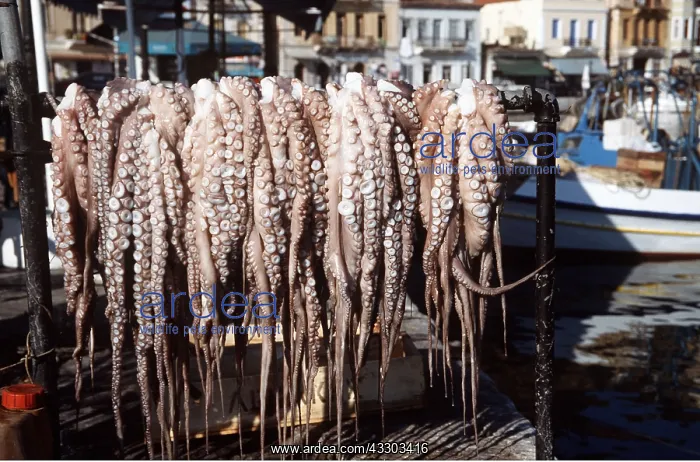 : OCTOPUSES - Hanging out in the sun : OCTOPUSES - Hanging out in the sun